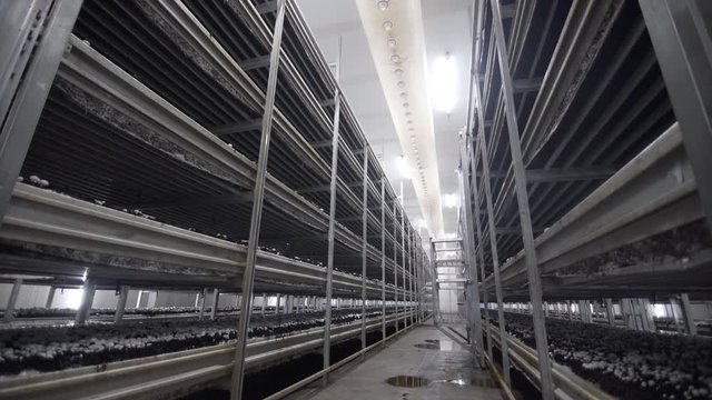 Champignon production farm. Shelves rows of beds. Shampion grown mushrooms. Modern agriculture