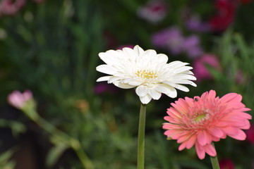  flowers in the garden