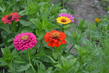 Zinnia, a genus of annual and perennial grasses and dwarf shrubs of the Asteraceae family. Flower. Red flowers