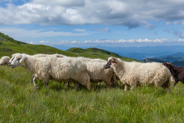 Obraz premium Sheep graze on a high mountain plateau