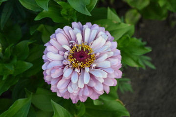 Flower Zinnia. Gardening. Home garden, flower bed. House, field, farm, village. Zinnia, a genus of annual and perennial grasses and dwarf shrubs of the Asteraceae family
