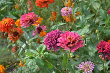 Gardening. Flower Zinnia. Home garden, flower bed. House, field, farm, village. Zinnia, a genus of annual and perennial grasses and dwarf shrubs of the Asteraceae family. Multicolored flowers