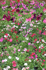 Fototapeta premium flowers in the garden