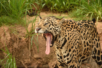 jaguar  © andre_zumak