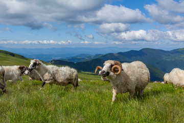 Naklejka premium Sheep graze on a high mountain plateau