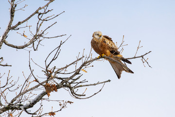 Red Kite (Milvus Milvus) perched on top of an oak. Lion. Spain