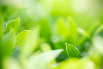 Nature of green leaf in garden at summer. Natural green leaves plants using as spring background...