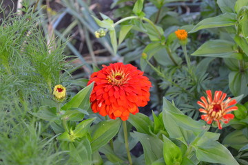 Flower Zinnia. Gardening. Home garden, flower bed. House, field. Zinnia, a genus of annual and perennial grasses and dwarf shrubs of the Asteraceae family. Red flowers