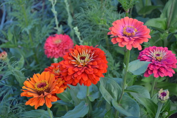 Flower Zinnia. Gardening. Home garden, flower bed. Zinnia, a genus of annual and perennial grasses and dwarf shrubs of the Asteraceae family. Red flowers
