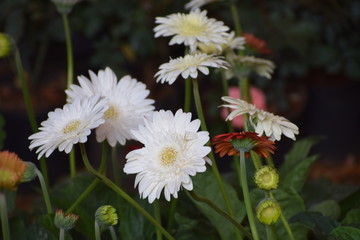  flowers in the garden