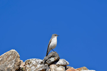Cinereous Ground-tyrant (Muscisaxicola cinereus) perched on stones.