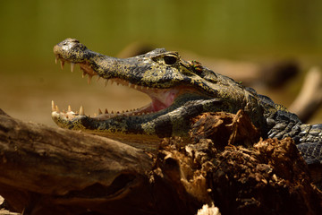 crocodile in water