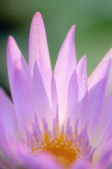 Pink purple lotus petals
