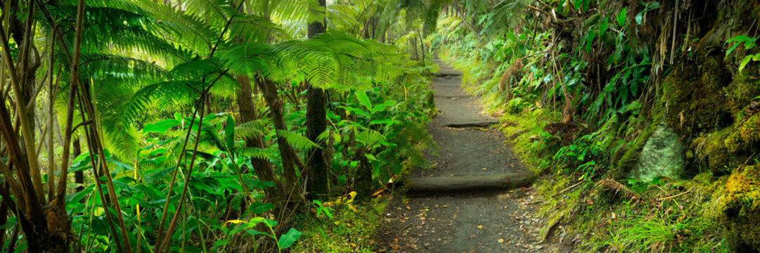Lush rainforest in Volcanoes National Park Big Island Hawaii, USA