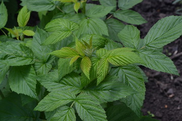 Raspberry ordinary. Rubus idaeus, shrub, a species of the Rubus genus of the family Rosaceae....