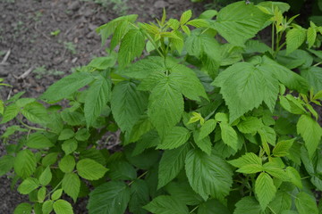 Rubus idaeus, shrub, a species of the Rubus genus of the family Rosaceae. Raspberry ordinary. Gardening. Home garden, flower bed. House, field. Young shoots. Green bushes