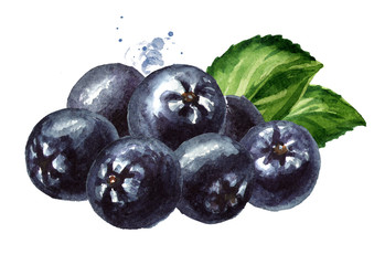 Heap of Aronia berries or black chokeberry with green leaves. Watercolor hand drawn illustration, isolated on white background