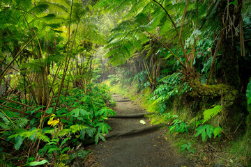 Las deszczowy w Parku Narodowym Volcanoes Big Island Hawaii