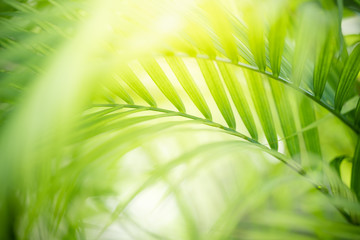 Nature of green leaf in garden at summer. Natural green leaves plants using as spring background cover page greenery environment ecology wallpaper