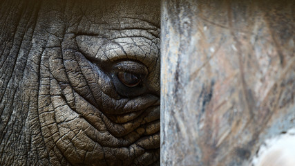 close up Rhino eye