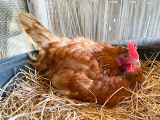 Hen laying eggs in cage. Chicken with the straw nest. Chicken in the organic farm in Thailand.