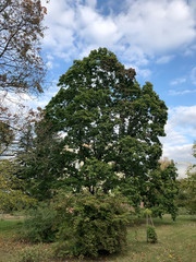 Fototapeta premium Wide crowned tree