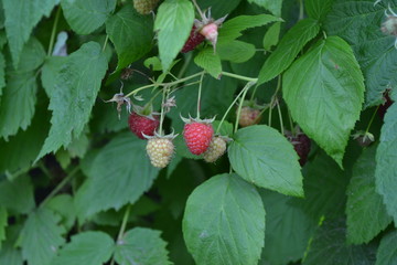 Rubus idaeus, shrub, a species of the Rubus genus of the family Rosaceae. Tasty and healthy. Red berries. Raspberry ordinary. Gardening