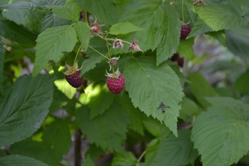 Rubus idaeus, shrub, a species of the Rubus genus of the family Rosaceae. Tasty and healthy. Red berries. Raspberry ordinary