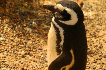 pingüinos en argentina © Fernando