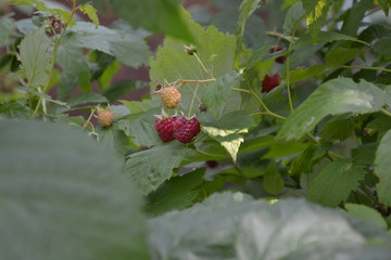 Rubus idaeus, shrub, a species of the Rubus genus of the family Rosaceae. Tasty and healthy. Red berries. Raspberry ordinary. Gardening. Home garden