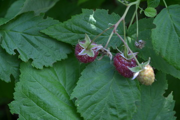 Rubus idaeus, shrub, a species of the Rubus genus of the family Rosaceae. Tasty and healthy. Red...