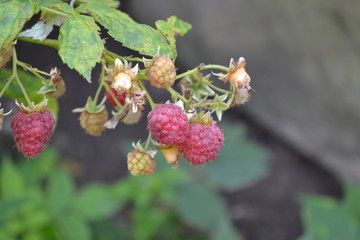 Rubus idaeus, shrub, a species of the Rubus genus of the family Rosaceae. Tasty. Red berries. Raspberry