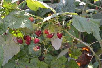 Tasty and healthy. Red berries. Raspberry ordinary. Gardening. Home garden, flower bed. House,...