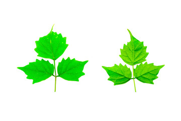 Two green leaves on the front and back on a white background.