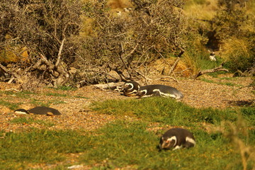 zona de nido de pinguinos en puerto madryn argentina
