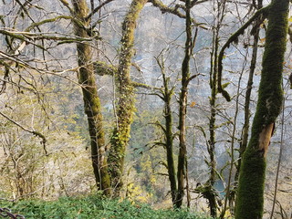 Fototapeta premium trees in forest