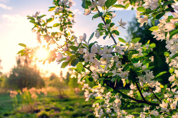 Obraz na płótnie Canvas Apple tree flowers in spring on a sunny day. Spring landscape.