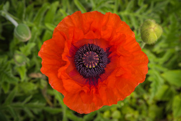 Red poppy flower in the field