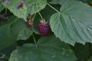 Raspberry. Rubus idaeus, shrub, a species of the Rubus genus of the family Rosaceae. Young shoots. Red berries