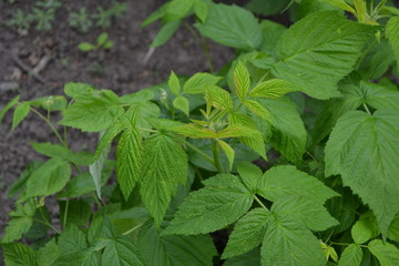 Rubus idaeus, shrub, a species of the Rubus genus of the family Rosaceae. Raspberry ordinary. Gardening. Home garden, bed. Young shoots. Green bushes