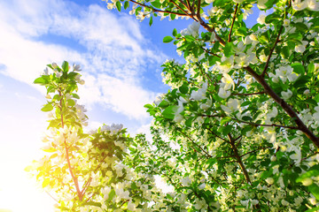 Fototapeta na wymiar Apple tree flowers in spring on a sunny day. Spring landscape.