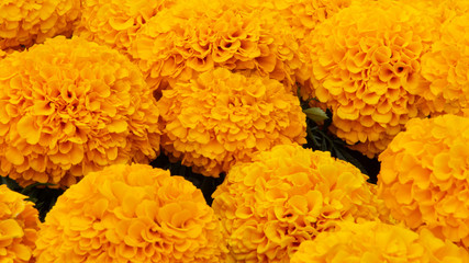A close-up of a bunch of beautiful Marigolds flowers filling the entire space in the screen