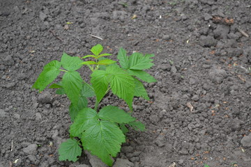 Gardening. Raspberry ordinary. Rubus idaeus, shrub, a species of the Rubus genus of the family Rosaceae. Young shoots. Green bushes