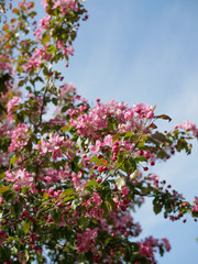Blossoming apple tree in the garden