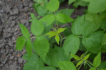 Raspberry ordinary. Gardening. Home garden, flower bed. House, field, farm. Rubus idaeus, shrub, a species of the Rubus genus of the family Rosaceae. Young shoots. Green bushes