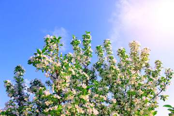 Apple tree flowers in spring on a sunny day. Spring landscape.