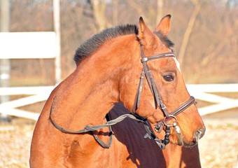Portrait of a golden red  arabian stallion