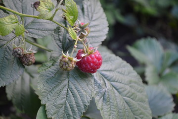 Raspberry ordinary. Gardening. Home garden, flower bed. House, field, farm. Rubus idaeus, shrub, a species of the Rubus genus of the family Rosaceae. Young shoots. Red berries