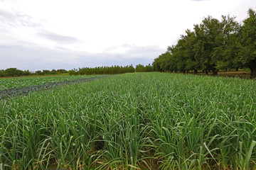 leek field