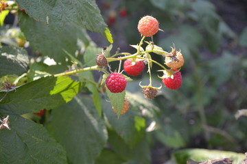 Raspberry ordinary. Rubus idaeus, shrub, a species of the Rubus genus of the family Rosaceae. Red...
